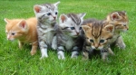 Foto de Microplásticos en Placentas de Gatas