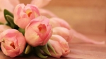Foto de ¿Qué flores escoger para un funeral?