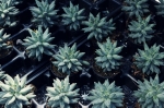 Foto de Qué es la micropropagación de material vegetal y cómo beneficia a los cultivos