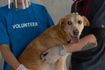Foto de ¿Cuándo desparasitar a mi perro o gato? Guía completa para cuidar su salud