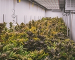 Foto de ¿Qué es el CBD Indoor y cómo se cultiva?