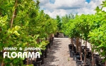 Foto de Viveros Florama: tradición, innovación y sostenibilidad en jardinería madrileña