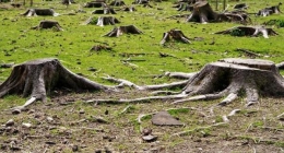 La tala indiscriminada de los árboles y bosques