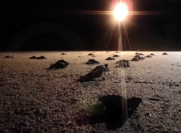 Contaminación lumínica y su efecto en las tortugas marinas