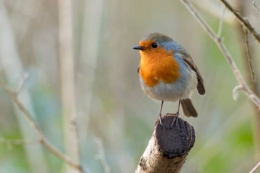 La Federación de Asociaciones Unidas por la Naturaleza y los Animales (FAUNA) indica, junto con el bufete de abogados Vá