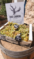 Moscatel de Alejandría, un tesoro oculto en la Costa Blanca