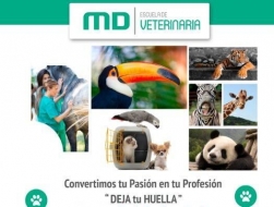 MasterD crea su Escuela de Veterinaria