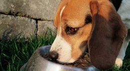 El ‘buen comer’ se instala en la dieta de perros y gatos