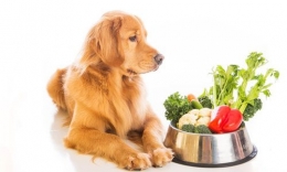 ¿Las mascotas pueden ser veganas? Cuidar su alimentación es importante