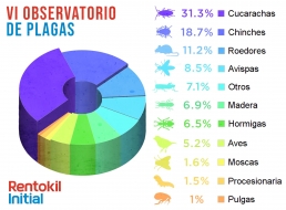 Las cucarachas son la plaga que más problemas produce en la Comunidad de Madrid