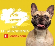 3 recomendaciones básicas para viajar con mascotas en verano