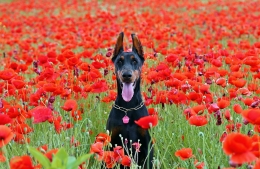 Todo sobre la atopía canina, informa One Cínica Veterinaria