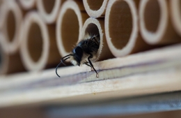 Limpiezapulido.es explica ‘cómo combatir las plagas de insectos en verano’