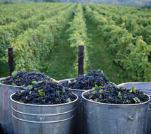 Bodegas pioneras en Catalunya inician un proyecto de creación de modelos de predicción con Raw Data