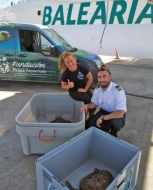 Baleària ha transportado 15 tortugas heridas desde Ibiza para su recuperación en el Palma Aquarium de Mallorca en dos añ