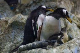 Loro Parque recibe el año dando la bienvenida a varias crías de pingüino de diferentes especies