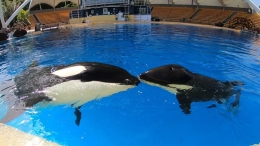 Loro Parque conmemora el 10º aniversario del rescate de la orca Morgan