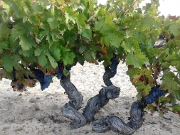 Termina en Bodegas Vilano una de las vendimias más excepcionales de los últimos tiempos