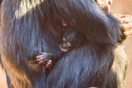 Nace una cría de chimpancé en Loro Parque