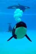 Loro Parque participa en un estudio que evalúa la relación entre personalidad y bienestar en orcas