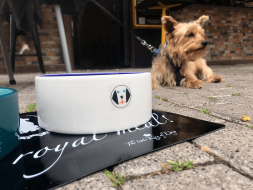 Restaurantes y terrazas de la Comunitat Valenciana comienzan a incorporar un menú para perros en su carta