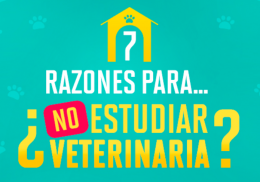 7 razones para estudiar veterinaria