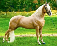 Las Mejores Razas De Caballos De Todo El Mundo 