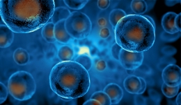 Cómo evitar que el estrés oxidativo reduzca la calidad de los óvulos