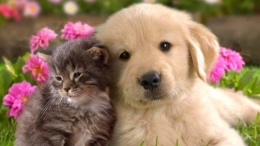Claves para que tu mascota viva muchos años