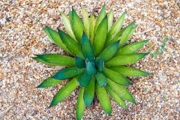 TRABAJAR COMO DISTRIBUIDOR DE ALOE VERA