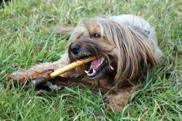 ¿Como hacer la limpieza dental de tu perro?