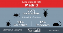 Cucarachas y chinches lideran las estadísticas de plagas en Madrid 