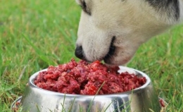 ¿Qué es la dieta Barf y por qué es la mejor alimentación para tu perro?