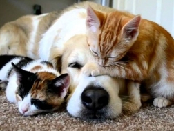 COMO MANTENER A SU PERRO FRESCO EN VERANO Y ÉPOCAS CALUROSAS. RESIDENCIA PETJILTON PARA PERROS Y GATOS.