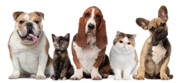 ¿Por qué comprar piensos naturales para perros y gatos?