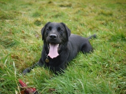 ¿Por qué cambia el color del pelo de mi labrador?