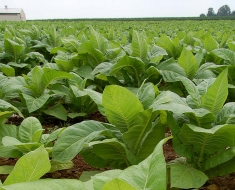 Propiedades del tabaco transgénico