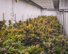 ¿Qué es el CBD Indoor y cómo se cultiva?