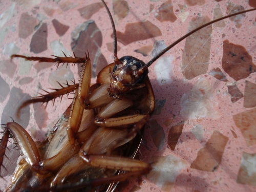 Cucaracha americana, una plaga de climas cálidos que se ha aclimatado a Castilla la Mancha