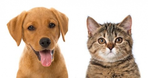 La Clínica Veterinaria 'El Palau' de Valencia lanza en octubre su próxima campaña de esterilización