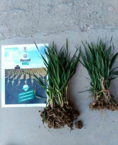Symborg consigue un aumento medio del 15% en la producción de cereal
