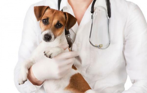 Formación online en veterinaria