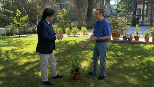 La UDIMA se suma al Programa de Conservación del Pino Wollemi