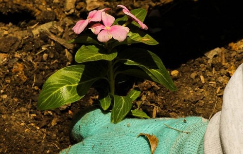 La nueva jardinería tiene conciencia climática 