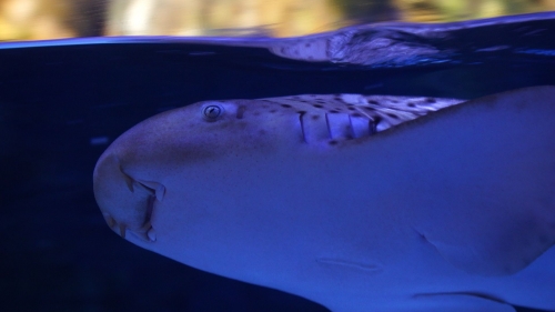 Loro Parque muestra a sus visitantes el primer tiburón cebra nacido en un acuario en España
