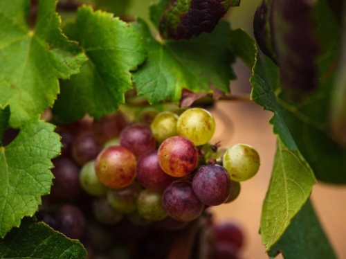 Formentor,  Royal Hideaway Hotel pone en marcha la producción de su primer vino