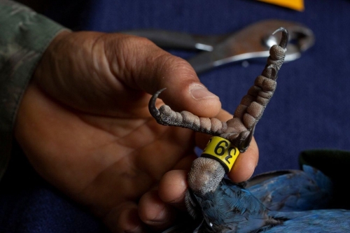 Loro Parque Fundación logra que 6 loros en peligro de extinción vuelen en su medio natural en Brasil