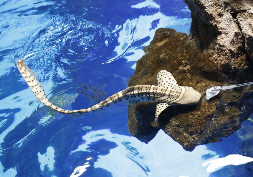 El acuario Poema del Mar da la bienvenida a dos tiburones cebra nacidos en Loro Parque