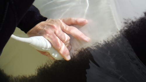 Loro Parque permite a científicos demostrar que la contaminación marina provocaría infertilidad en orcas