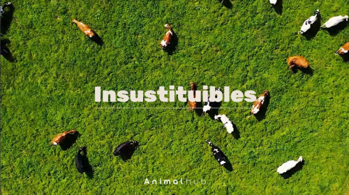 Los veterinarios, insustituibles para el bienestar animal, la salud pública y la seguridad alimentaria